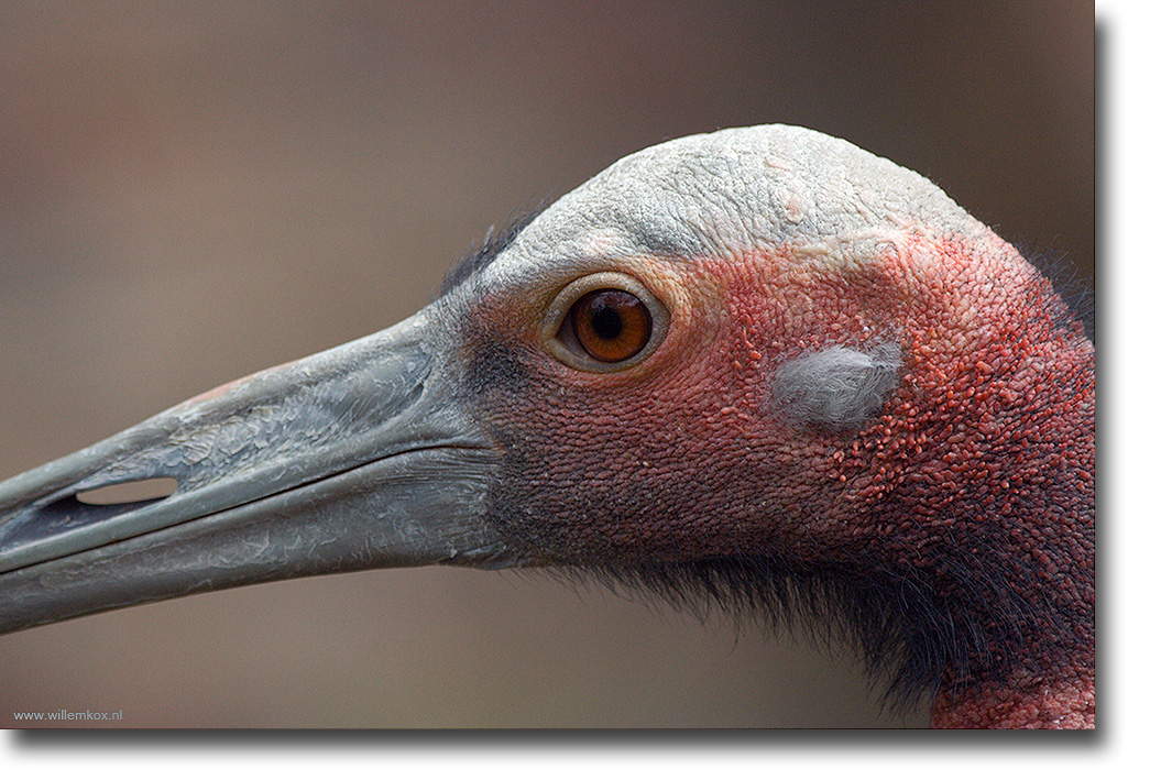 1. Dieren - Marabou /Willem Kox