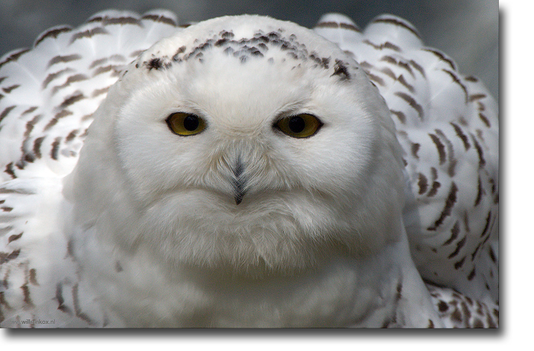 2. Dieren - Sneeuwuil /Willem Kox