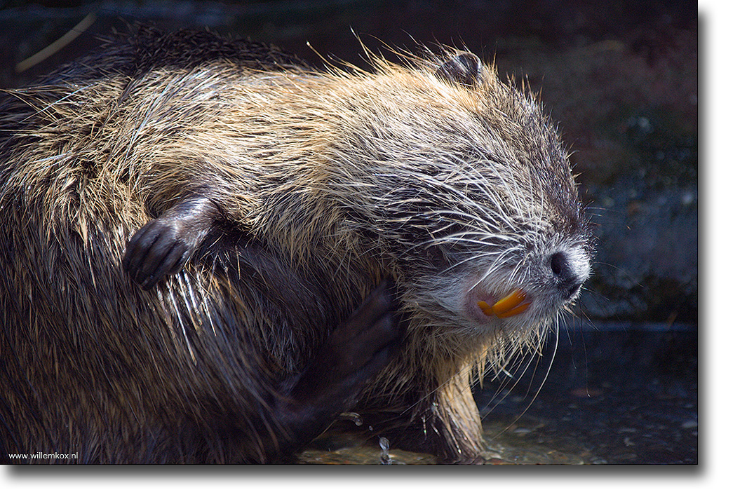 4. Dieren - Beverrat /Willem Kox