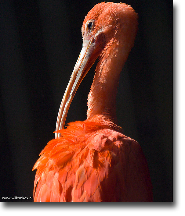 6. Dieren - Rode Ibis /Willem Kox