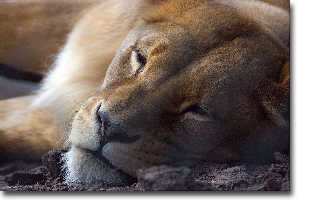 7. Dieren - Leeuwin /Willem Kox