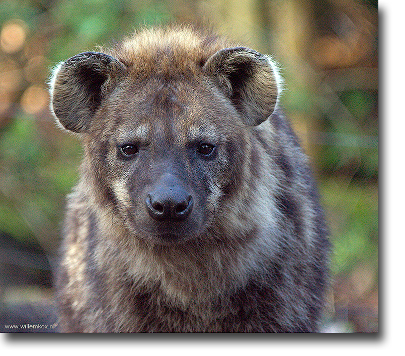 8. Dieren - Hyena /Willem Kox