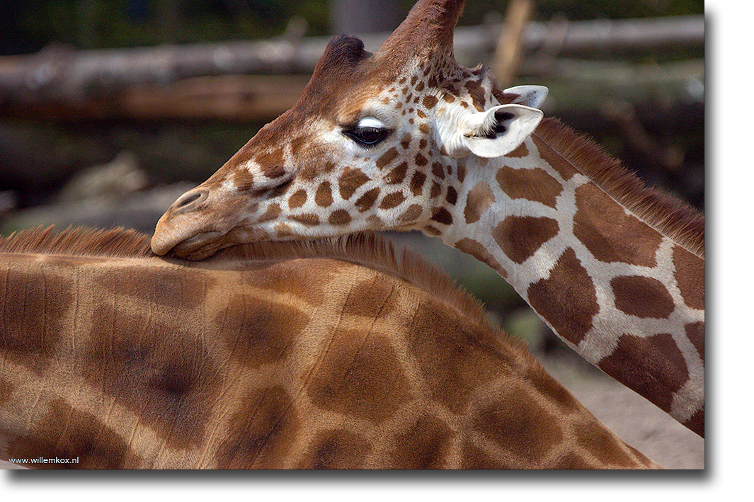 9. Dieren - Giraffe /Willem Kox