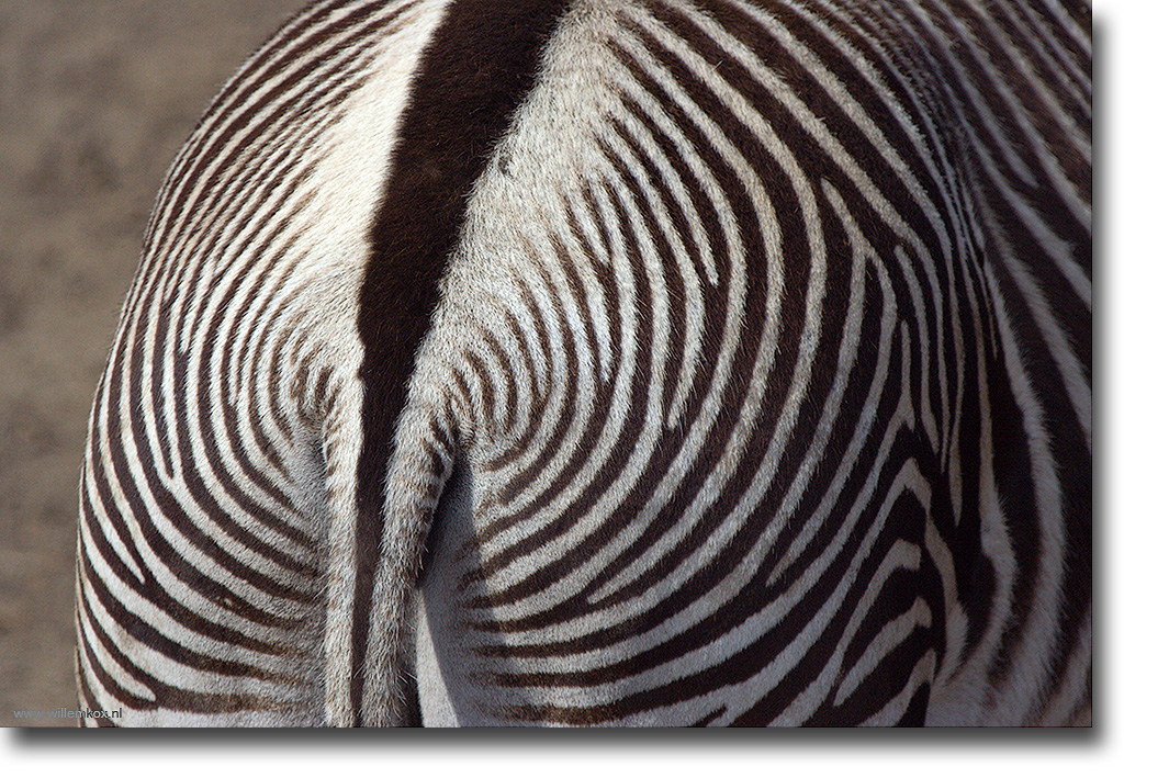 10. Dieren - Zebra /Willem Kox