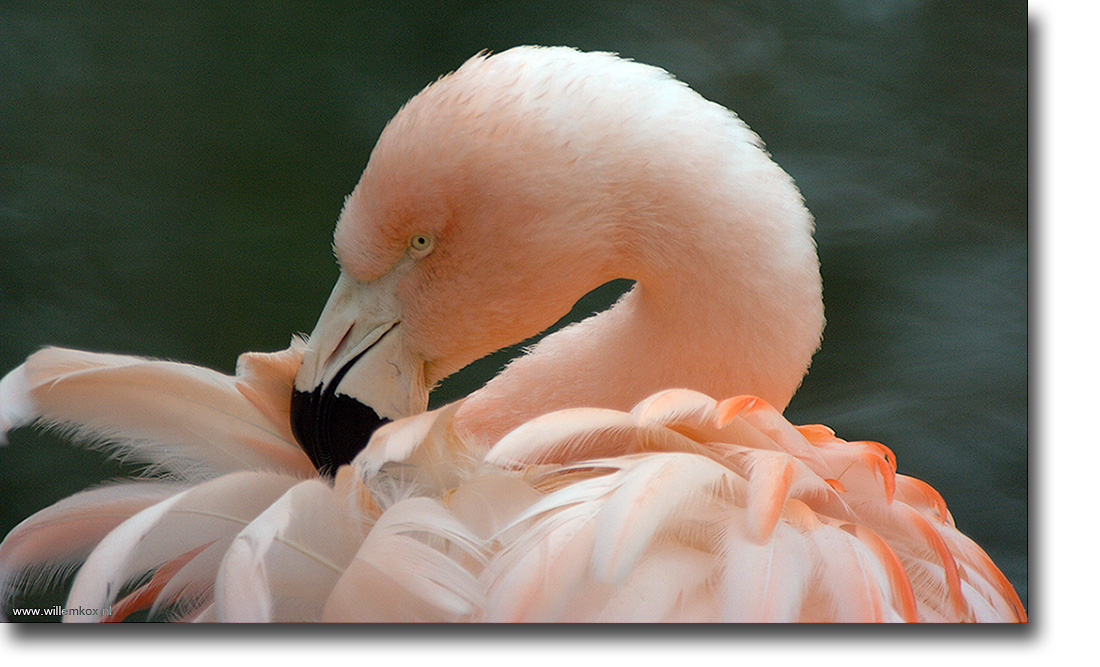 11. Dieren - Flamingo /Willem Kox