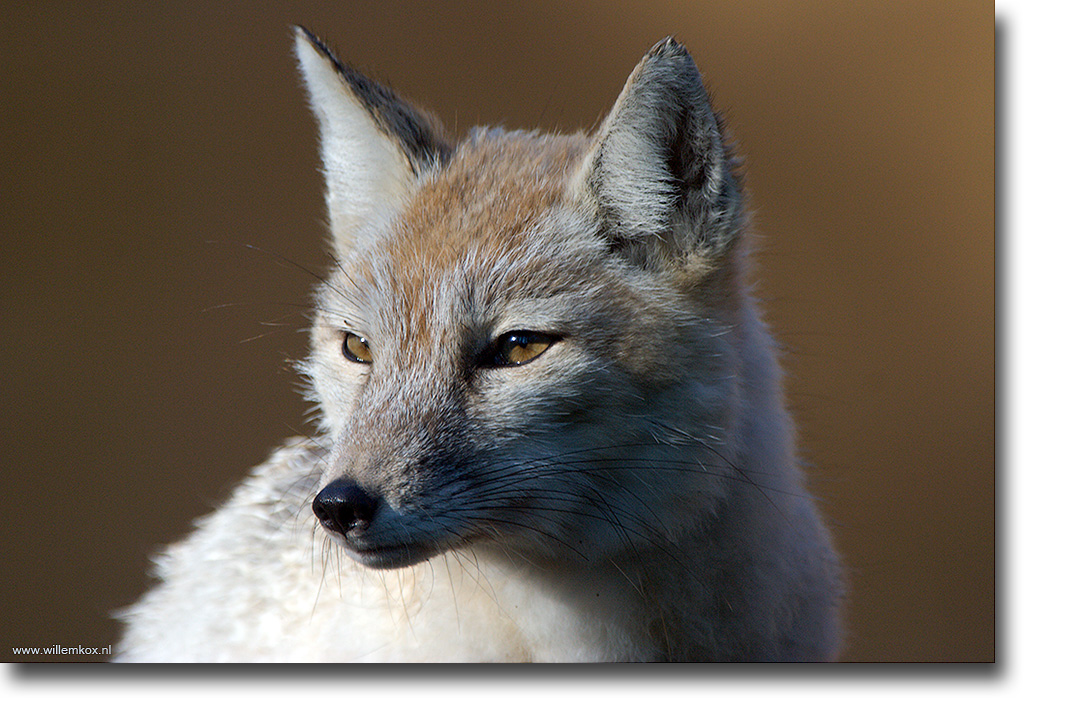 13. Dieren - Zilvervos /Willem Kox