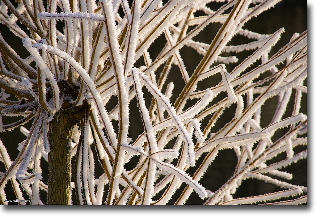 8. Winter /Willem Kox