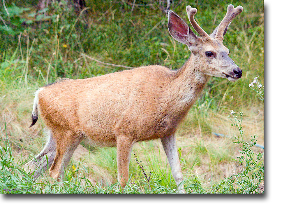 17. VS - Noord-West; Blacktail deer /Willem Kox